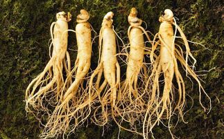 盤點中華九大仙草 還魂草上榜，慈禧太后長壽秘訣的黑參