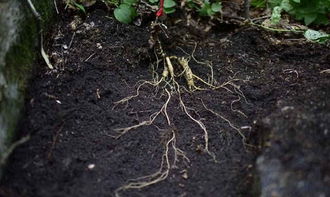 種植人參，做好這五步，可保證高產優質黑參產品