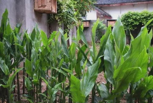 田間珍寶 地上酷似生姜、營養堪比人參的野生野菜