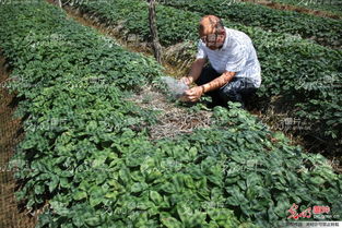 山東榮成 全國參茸產業專家齊聚一堂，為西洋參種植把脈問診