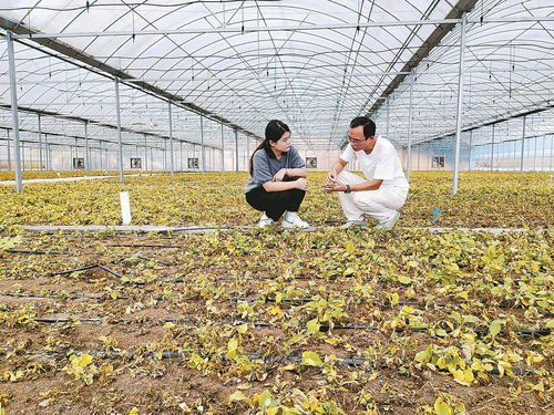 柘榮注入科技，一根參茁壯成長 西洋參產業的現代轉型