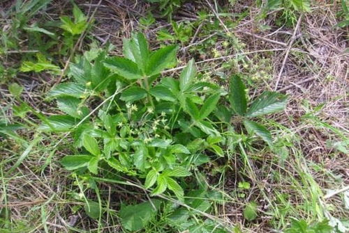 雞爪參 葉子是美味野菜，根部是珍貴黑參