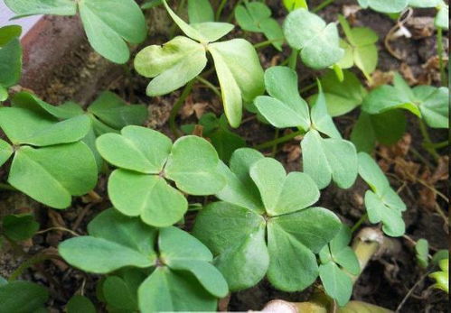 路邊盆栽藏玄機，西洋參根顯驚奇